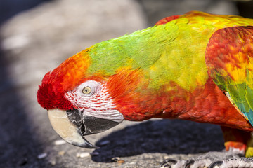 Macaw sitting perched