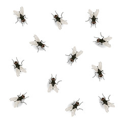 Many flies on the wall vector illustration isolated on the white