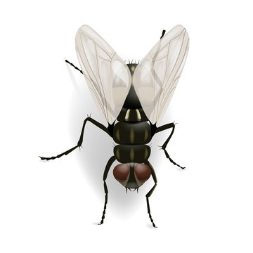 Fly on the wall vector illustration isolated on the white backgr