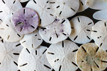 Sand dollars