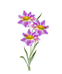 Dahlia flower isolated on white background