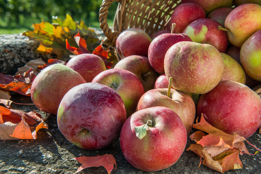 Red apples rolling out of the basket on rustic stone background with autumn leaves. Deep sharpness