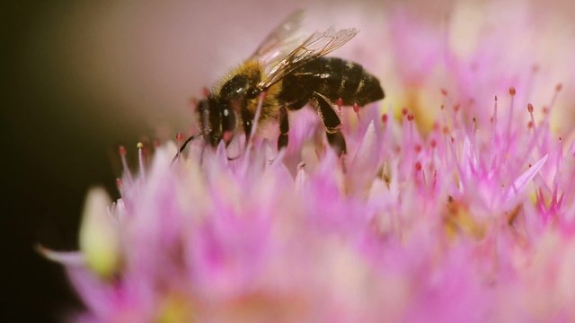 Macro shot of honey bee pollinating pink flower