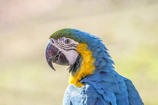 Macaw sitting perched