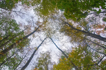 Obraz premium Tree crowns against the sky