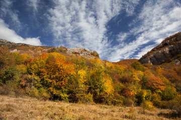 Gold Crimea.