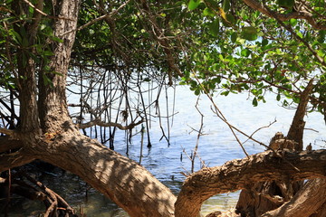 Mangrovenbäume am Strand