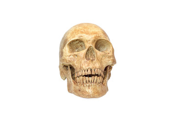 skull human halloween isolated on white background