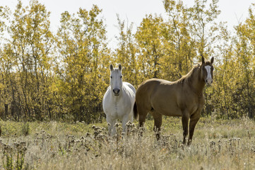 Obraz na płótnie Canvas Horses against an Autumn Forest Background