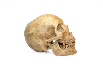 skull human halloween isolated on white background