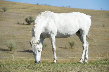 Obraz na płótnie Canvas White horse portrait on natural background