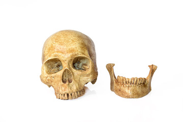 Obraz premium skull human halloween isolated on white background