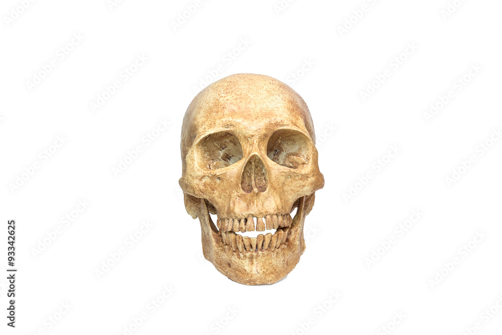 Wall mural skull human halloween isolated on white background