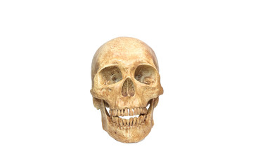 skull human halloween isolated on white background