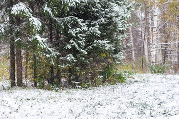 Первый снег в лесу © dmitral