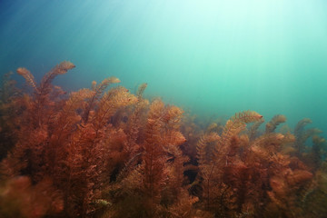 Fototapeta na wymiar underwater scenery in the river diving
