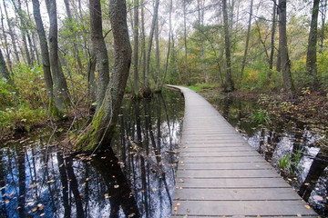 Boardwalk through forest landscape