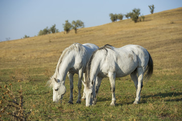 Obraz na płótnie Canvas Two white horses portrait on natural background