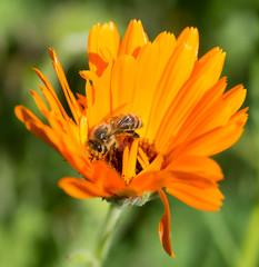 abeille sur grosse fleur orange