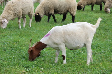Eine Ziege in der Schafherde