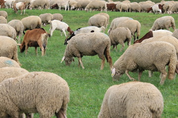 Schafherde auf der Weise in Eichstätt BY