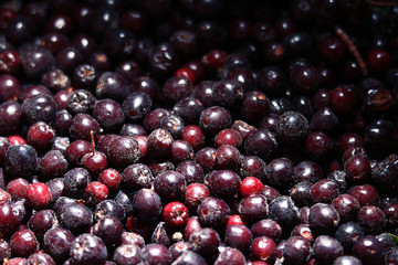 texture of berries chokeberry