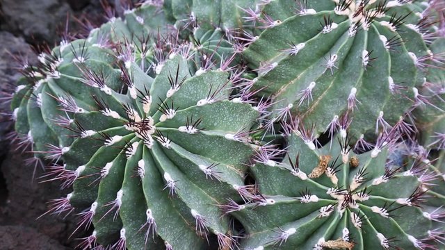 Ferocactus echidne