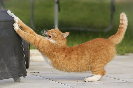 Kater rekelt sich