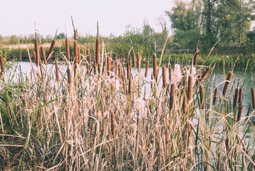 Зелёный камыш растущий вдоль реки © Maryna Konoplytska