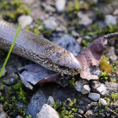 Schönes Reptil im Waldgebiet
