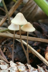 Mushrooms