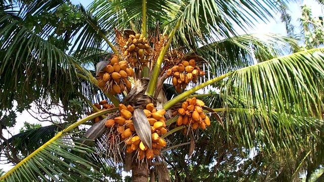 Lots of ripe coconuts in the crown of the palm tree, Maldives
