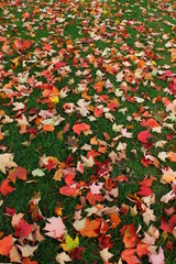 Carpet of maple leaves in fall