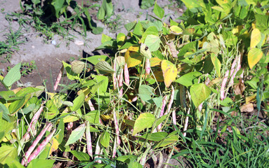 bean plants with pods in large vegetable garden