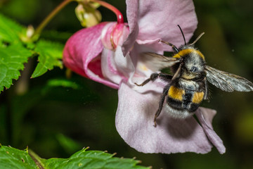 Hummel beim Abflug