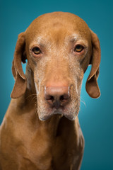 vizsla dog portrait