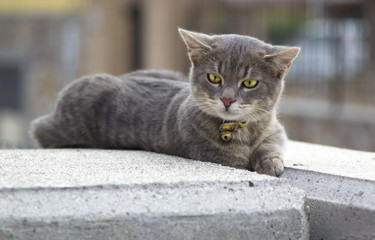 Obraz premium Cat