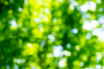Fototapeta premium Natural bokeh background