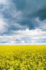 Obraz premium field of rapeseed