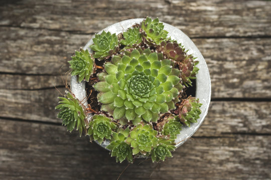 jovibarba globifera succulent plant in a small stone pot
