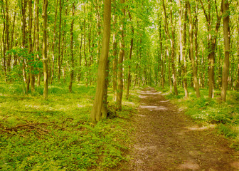 Fototapeta premium piękny zielony las