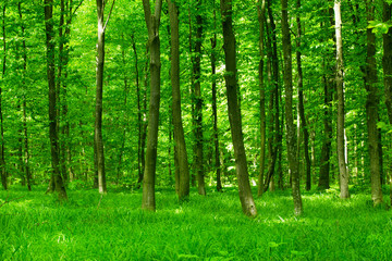 beautiful green forest
