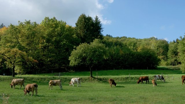 Green pasturage with cows in Alsace, France. Farm animals.