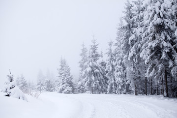 Fototapeta premium Foggy winter landscape with firs