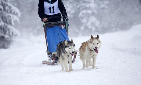 Sled dog race with siberian huskies
