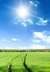 Fototapeta na wymiar Green field under blue sky with white clouds