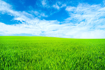 Green field and blue sky