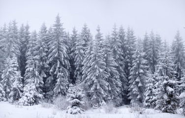 Foggy winter landscape with firs