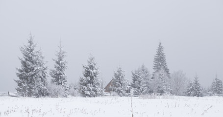 Christmas background with snowy fir trees