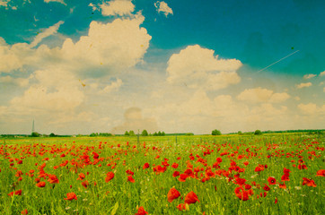 Vivid poppy field